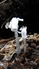 Monotropastrum humile glaberrimum