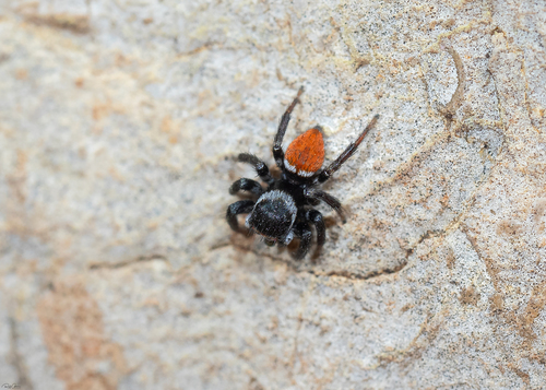 Evarcha patagiata