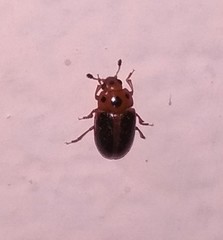 Amblyopus cinctipennis