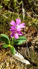Primula hirsuta