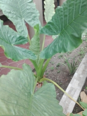 Alocasia macrorrhizos