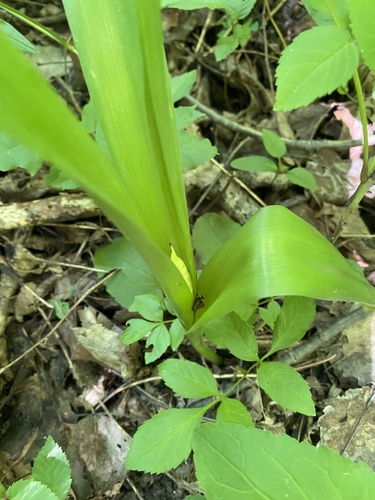 Colchicum umbrosum (Colchicum umbrosum)