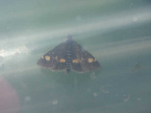 Pyrausta aurata