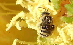 Anthophorula