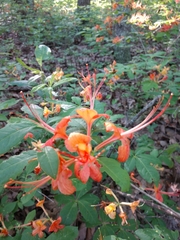 Rhododendron calendulaceum