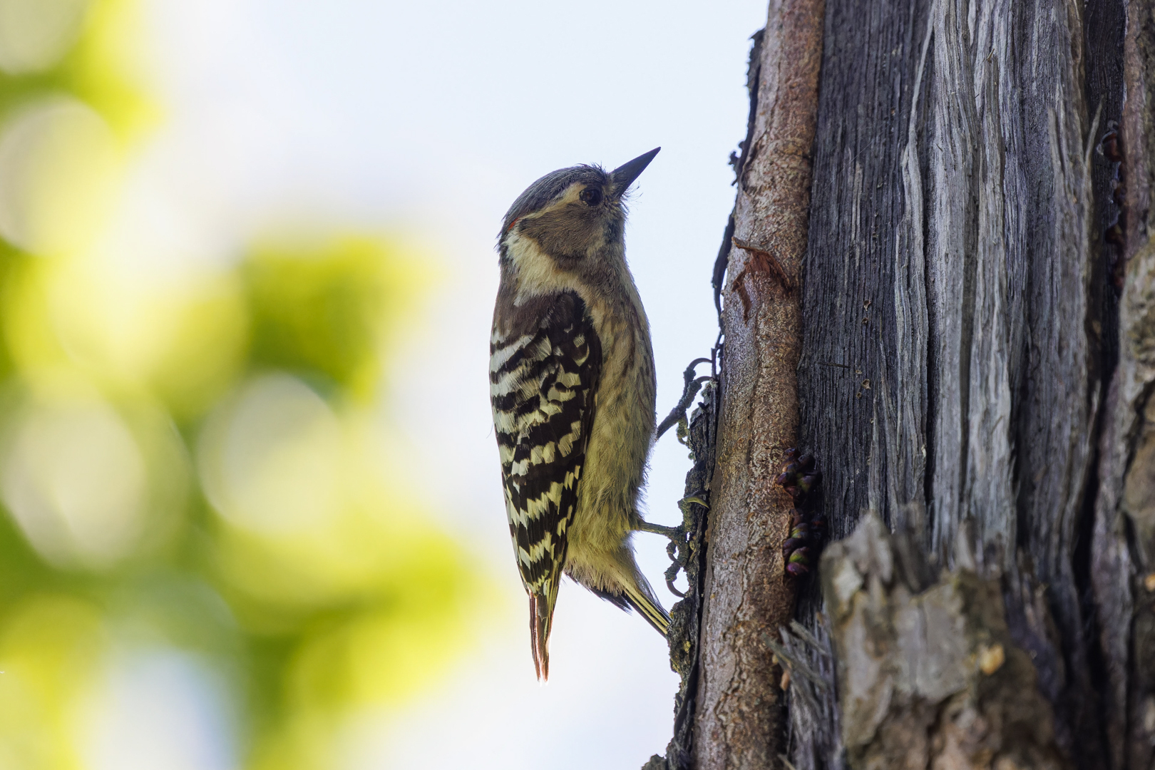 Japanese Pygmy Woodpecker