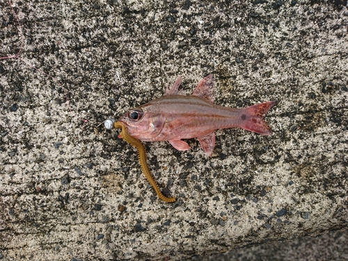 Doederlein's cardinalfish (Ostorhinchus doederleini) — Apogonidae — 3