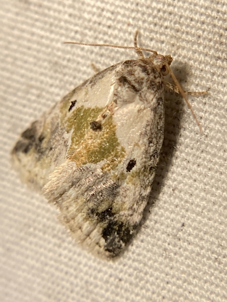 Blackdotted Glyph from Preston County, WV, USA on June 5, 2024 at 10