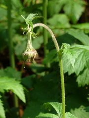 Geum × intermedium
