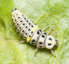 Psyllobora variegata