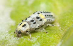 Psyllobora variegata