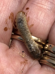 Popillia japonica