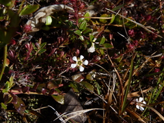 Pyxidanthera barbulata