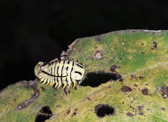 Physonota alutacea