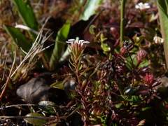 Pyxidanthera barbulata