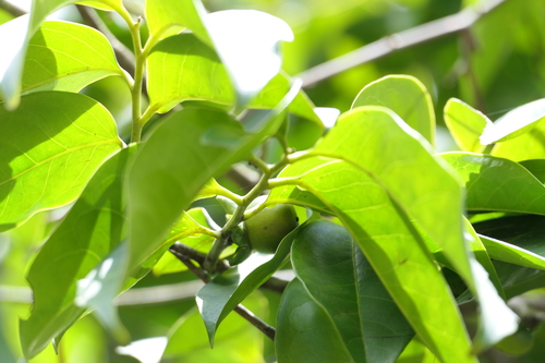 Diospyros sylvatica observed 2024-05-29