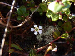 Pyxidanthera barbulata