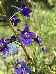 Delphinium decorum decorum