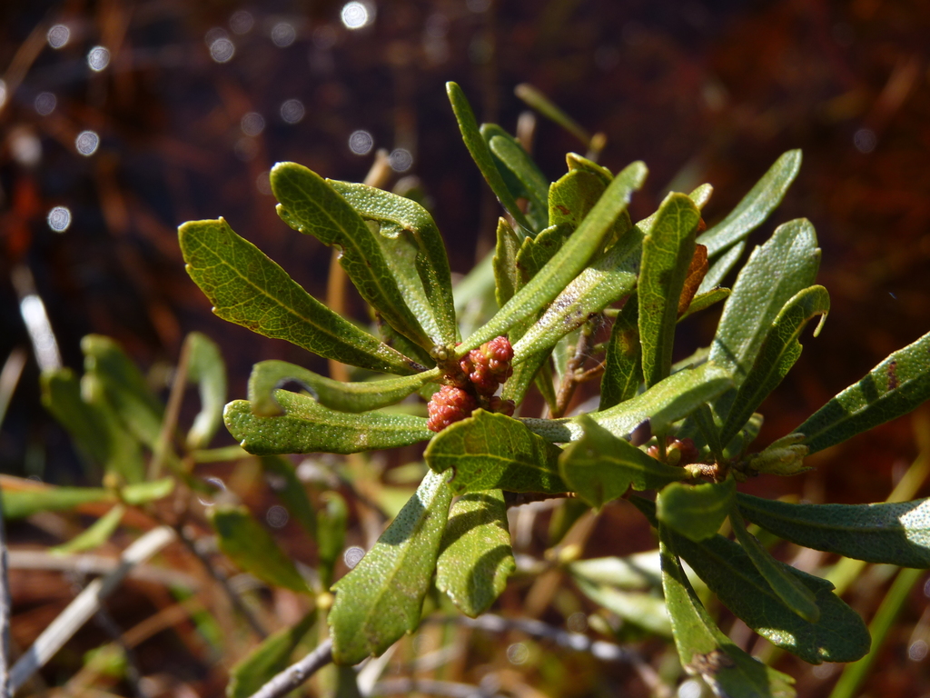 dwarf bayberry