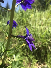 Delphinium decorum decorum