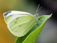 Pieris rapae