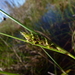 Carex striata brevis - Photo (c) Nate Hartley, osa oikeuksista pidätetään (CC BY-NC), lähettänyt Nate Hartley