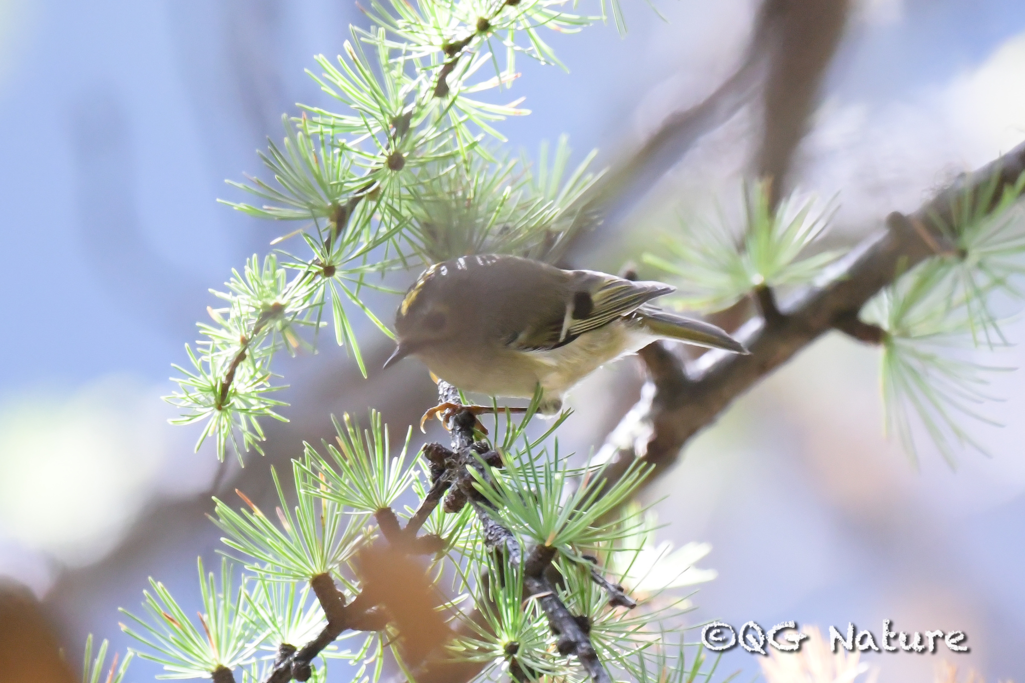 Goldcrest