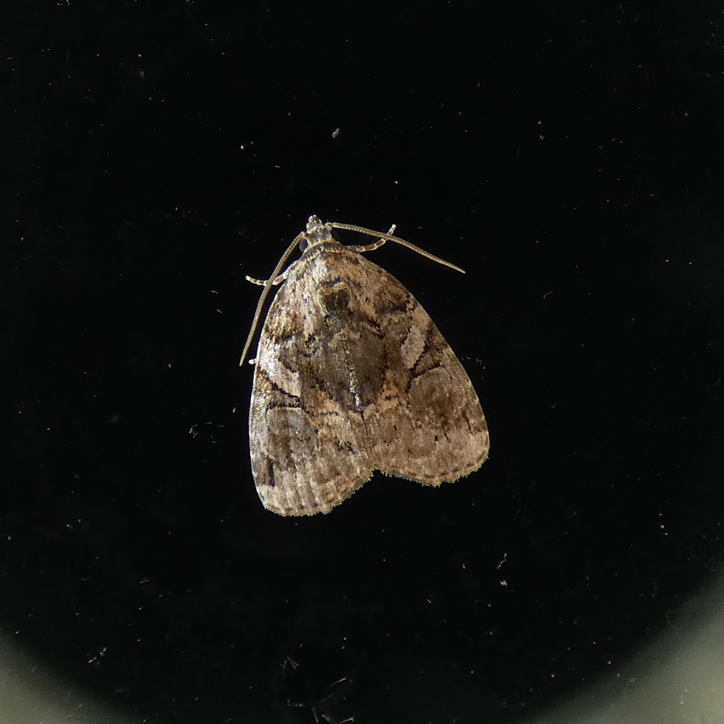 Pseudeustrotia indeterminata