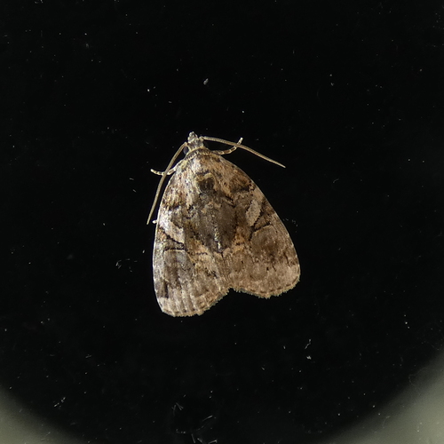 Pseudeustrotia indeterminata