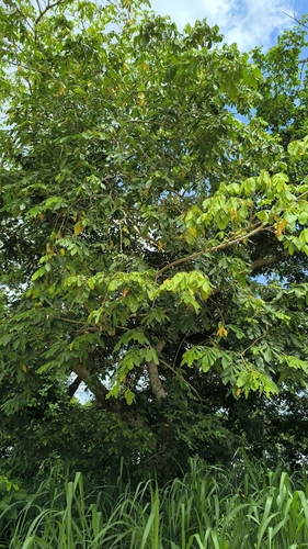 Image of Inga vera by (c) Miguel José Lengua Hernández, some rights reserved (CC BY)