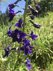 Delphinium decorum decorum