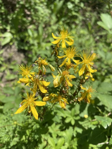 Hypericum montbretii (Hypericum montbretii)