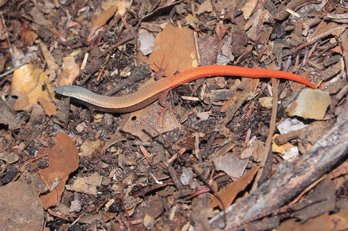 Psilops mucugensis