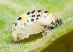 Psyllobora variegata