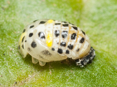 Psyllobora variegata