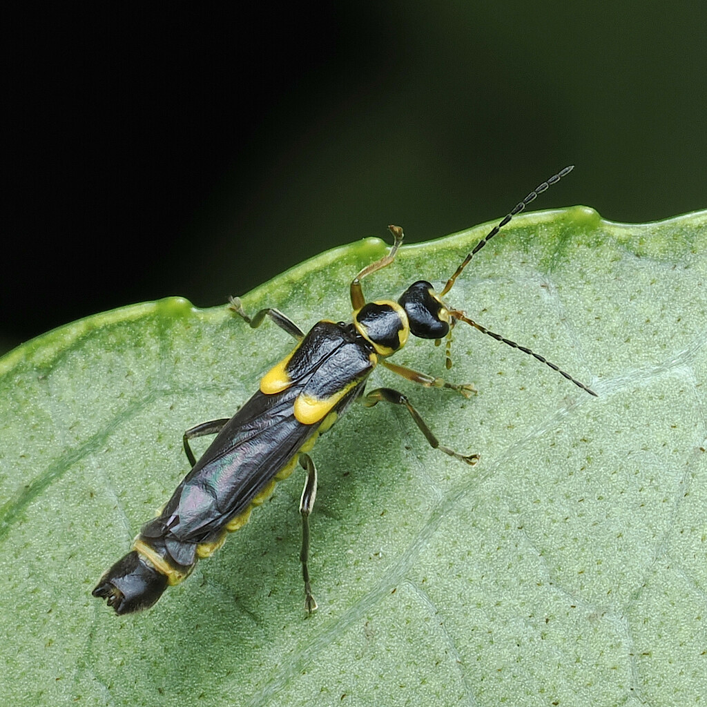 Trypherus niponicus