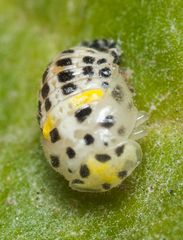 Psyllobora variegata