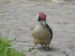 Picus viridis