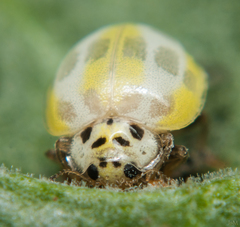 Psyllobora variegata