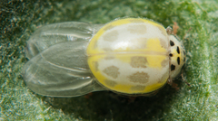 Psyllobora variegata