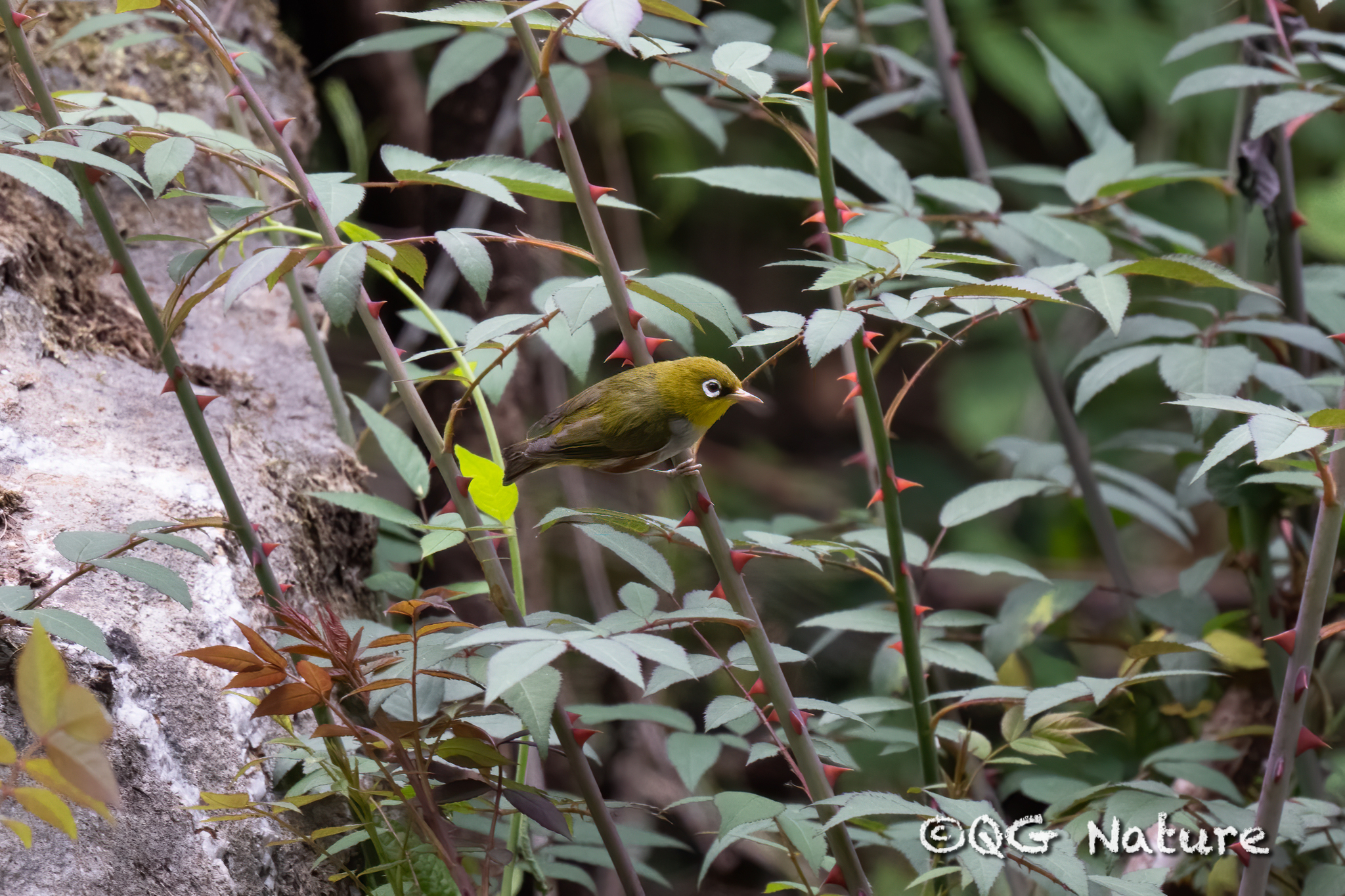Chestnut-flanked White-eye