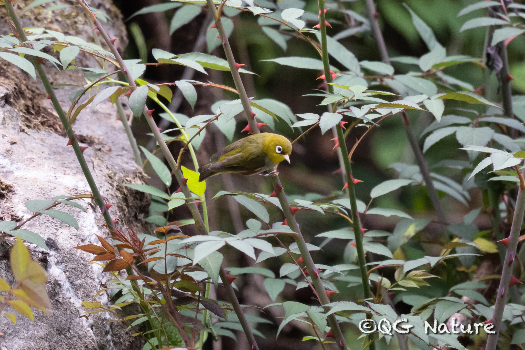 Chestnut-flanked White-eye