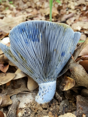 indigo milk cap