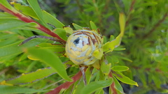 Leucadendron xanthoconus