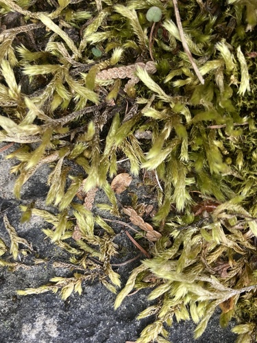 Brachythecium turgidum, 2024-06-05