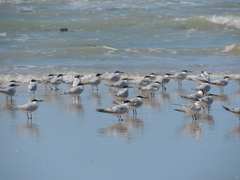 Thalasseus sandvicensis