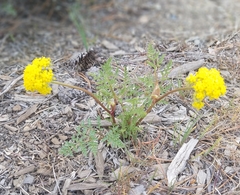 Cymopterus terebinthinus californicus