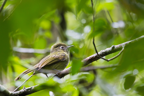 Eastern Olivaceous Flatbill