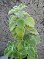 Coleus hadiensis