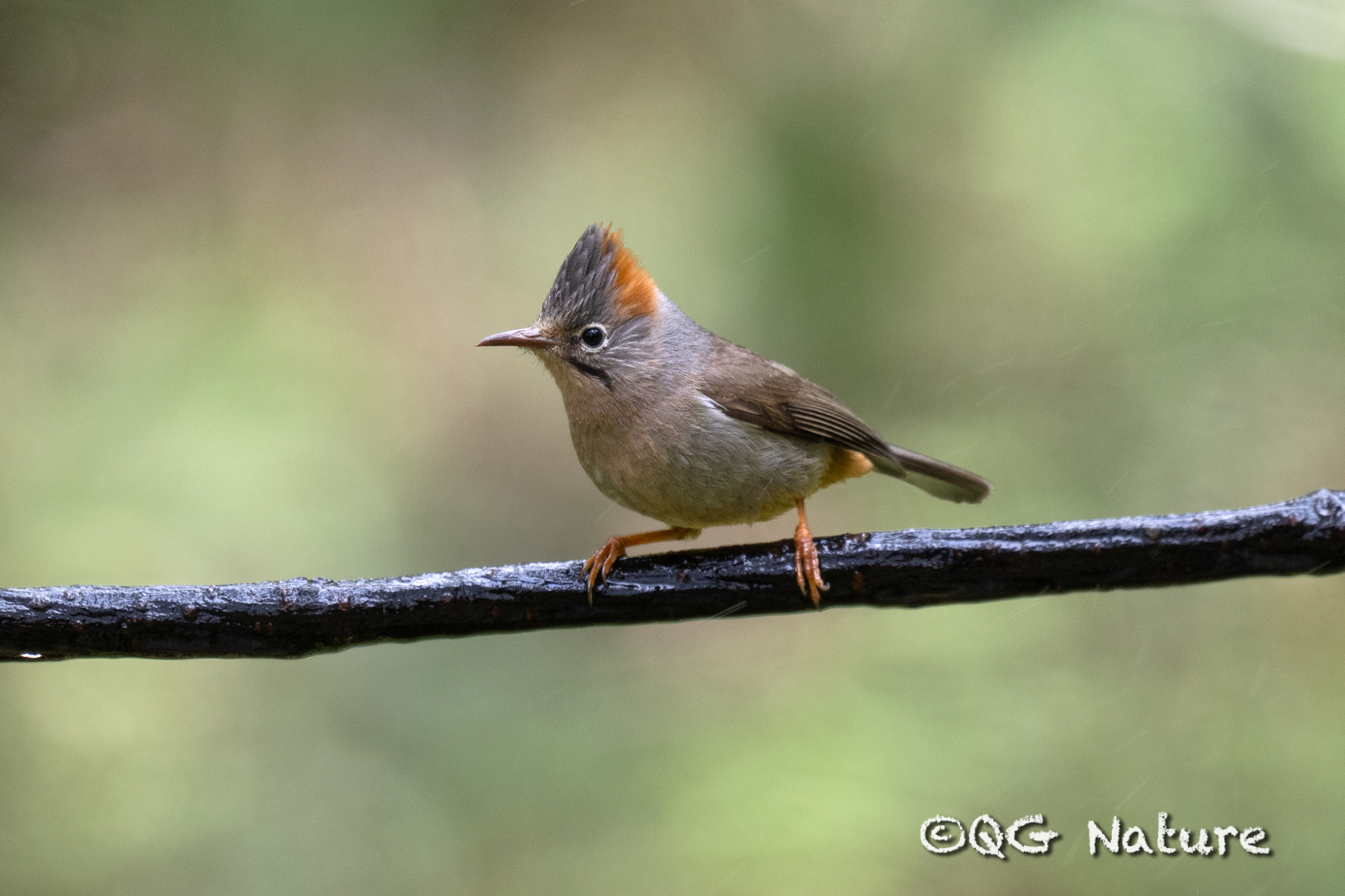 Rufous-vented Yuhina